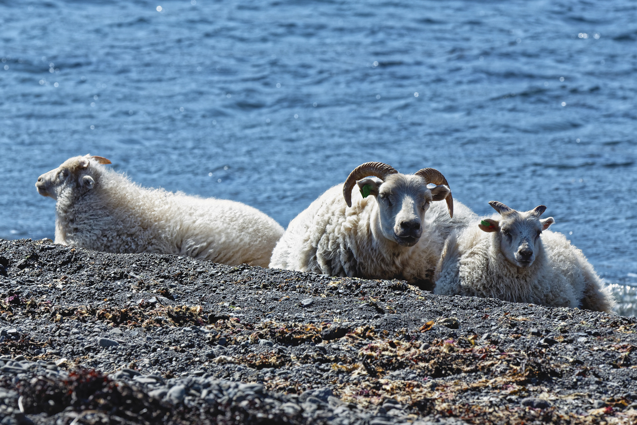CDM_ISLANDE_3.jpg