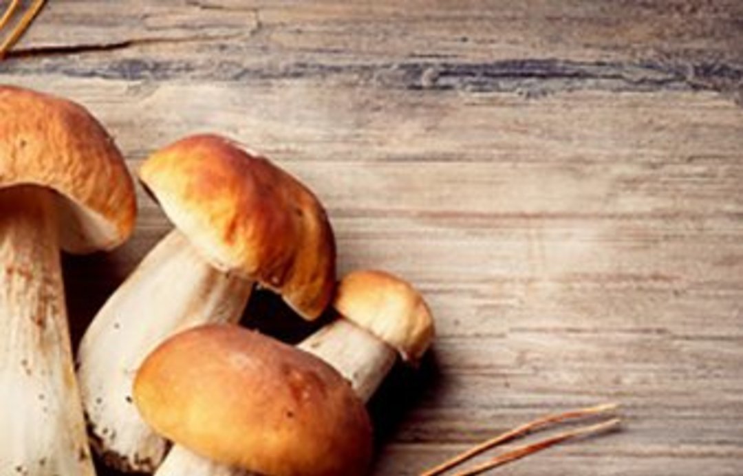 csm_CDS_HEADER_CHAMPIGNONS_96e3e37880.jpg