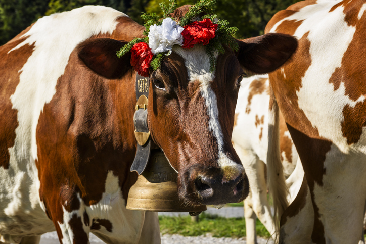 ACTU_VACHES_ALPAGE_2.jpg