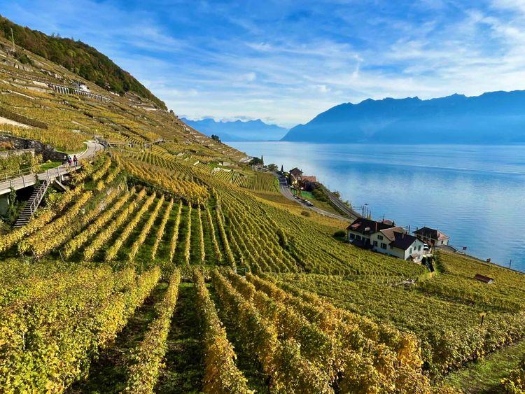 ACTU_VIGNOBLES_ALPAGES_2.jpg