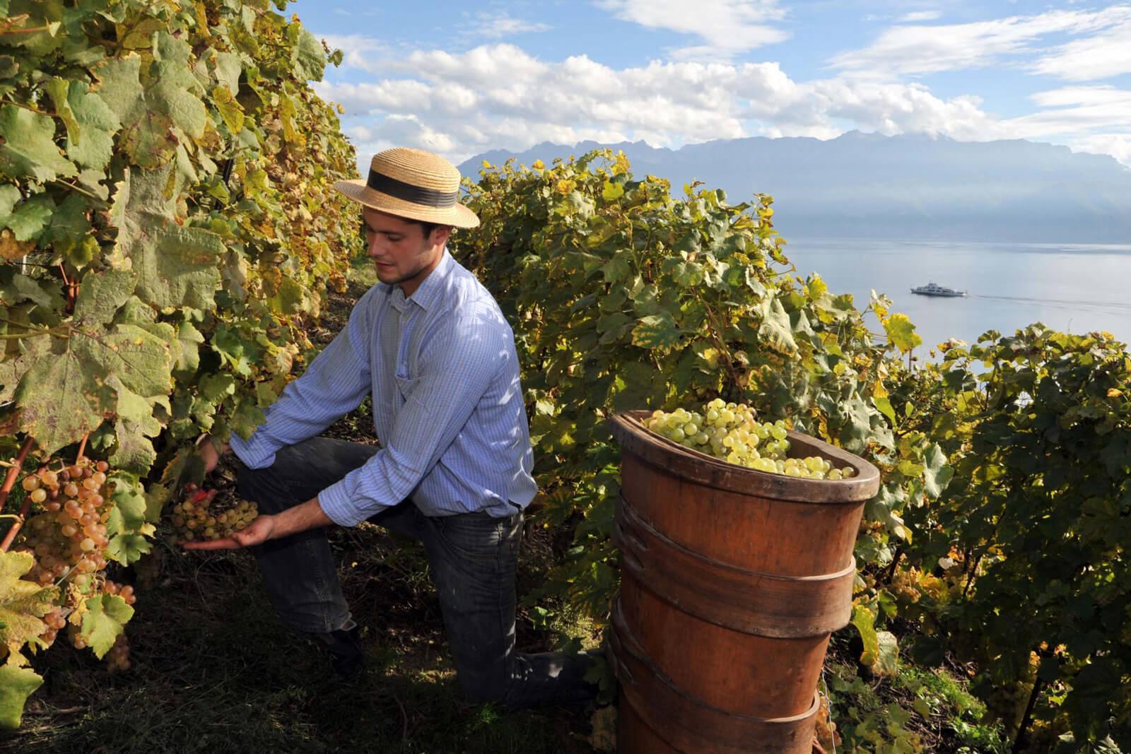 ACTU_VIGNOBLES_ALPAGES_3.jpg