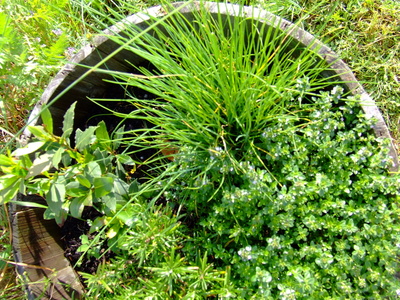 ACTU_JARDIN_HERBES_2.jpg