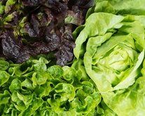 Associations, salades vertes ou en couleurs avec Les Fromages de Suisse